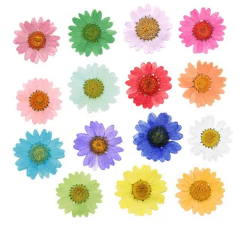 Gerçek Kurutulmuş Preslenmiş Çiçekler El Yapımı DIY Malzeme 2-3 CM Basınç Bahis Çiçek Kurutulmuş Çiçek Malzeme Renkli